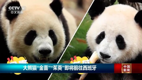 大熊猫“金喜”“茱萸”即将前往西班牙